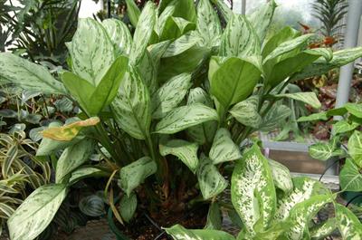 Aglaonema commutatwn